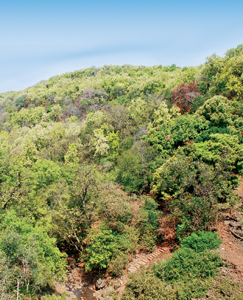Protected Areas-Mitigating Climate Change
